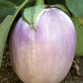 Rosa Bianca Organic Eggplant Seeds