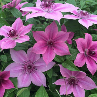 Rosalie Clematis