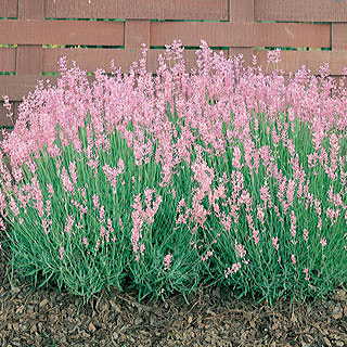 Rosea Lavender Seeds