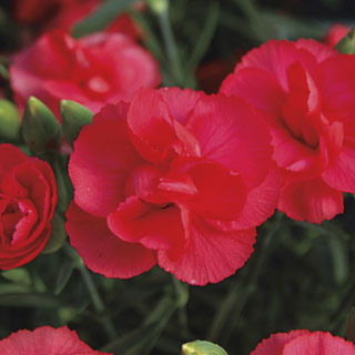 Rosebud Dianthus