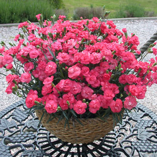 Rosebud Dianthus