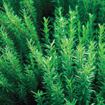 Rosemary20Plant.jpg