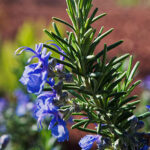 Rosemary20Tuscan20Blue.jpg