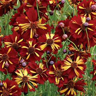 Roulette Coreopsis Seeds 1