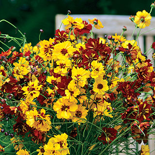 Roulette Mix Coreopsis Seeds