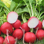 Roxanne Hybrid Radish Seeds 1