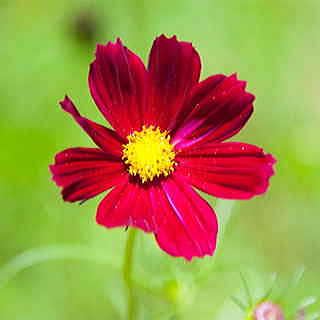 Rubenza Cosmos Seeds