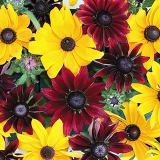 Ruby Gold Rudbeckia Seeds