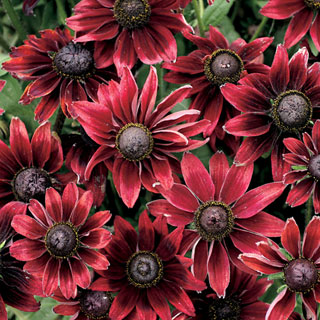 Rudbeckia Cherry Brandy Seeds (P) Pkt of 25 seeds