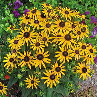 Rudbeckia 'Little Goldstar'