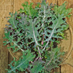 Russian Blend Kale Seeds 1