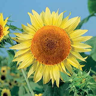 Russian Mammoth Organic Sunflower Seeds 1