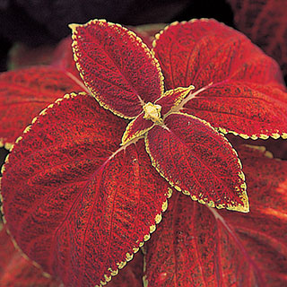 Rustic Red Giant Exhibition Coleus Seeds