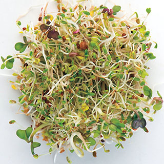 Salad Mix Hybrid Sprouting Seeds