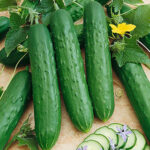Saladmore Bush Hybrid Cucumber Seeds 1
