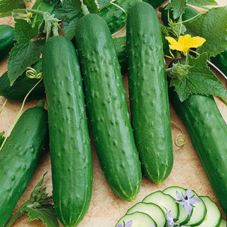 Saladmore Bush Hybrid Cucumber Seeds