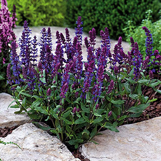 Salvia New Dimension Blue