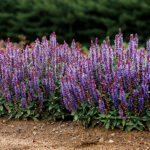 Salvia Sensation® ‘Sky Blue’ 1