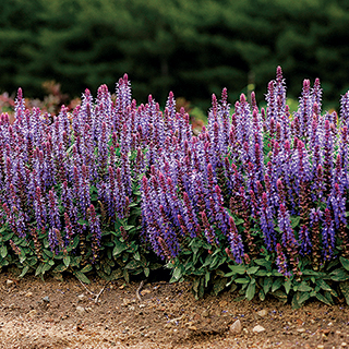 Salvia Sensation® 'Sky Blue'