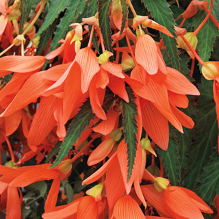 San Francisco Begonia Seeds