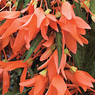 San Francisco Begonia