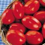 San Marzano OrganicTomato Seeds 1