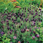 Sancho Panza Lavender Seeds 1