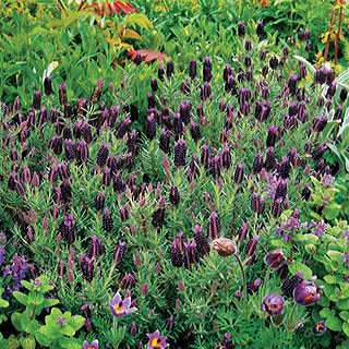 Sancho Panza Lavender Seeds