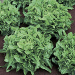 Sandy Lettuce Seeds 1