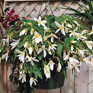 Santa Barbara Begonia Seeds