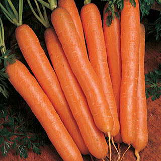 Scarlet Nantes Carrot Seeds