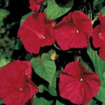 Scarlet O’Hara Morning Glory Seeds 1