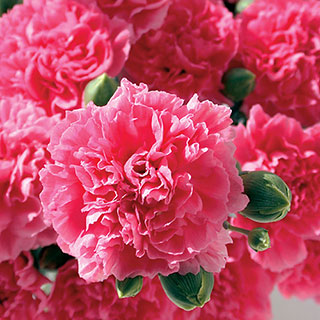 Scent First® Pink Fizz Dianthus