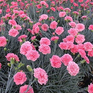 Scent First® Pink Fizz Dianthus