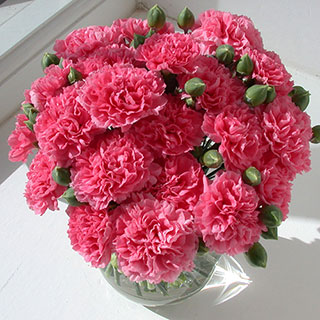 Scent First® Pink Fizz Dianthus 1