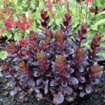 Sedum ‘Touchdown Teak’ 1