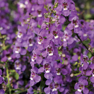 Serena® Purple Angelonia Seeds