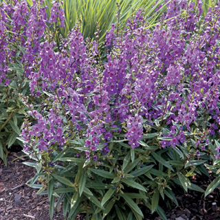 Serena® Purple Angelonia Seeds