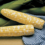 Serendipity Triplesweet™ Hybrid Corn Seeds 1