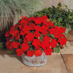 Shady Lady II Cherry Red Hybrid Impatiens Seeds 1