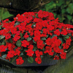 Shady Lady II Cherry Red Hybrid Impatiens Seeds 1