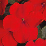 Shady Lady II Cherry Red Hybrid Impatiens Seeds 1