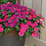 Shady Lady II Glow Girl Hybrid Impatiens Seeds 1