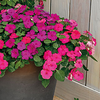 Shady Lady II Glow Girl Hybrid Impatiens Seeds