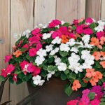 Shady Lady II Hybrid Mix Impatiens Seeds 1