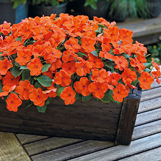 Shady Lady II Orange Hybrid Impatiens Seeds