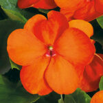 Shady Lady II Orange Hybrid Impatiens Seeds 1