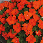 Shady Lady II Orange Hybrid Impatiens Seeds 1