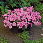 Shady Lady II Pink Hybrid Impatiens Seeds 1