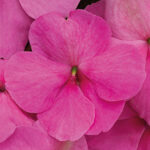 Shady Lady II Pink Hybrid Impatiens Seeds 1